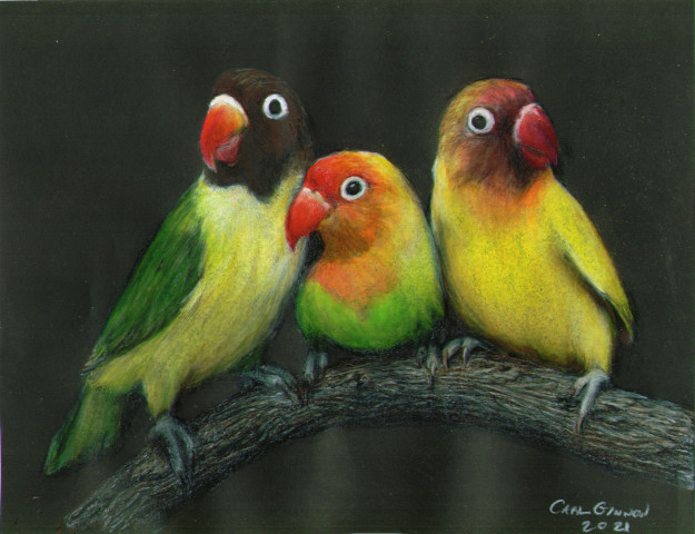 Three Colorful Birds 2021