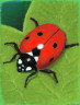 Ladybug Oil Pastels Test 2