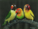 Three Colorful Birds