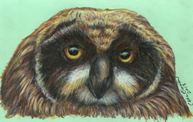 Owl 2013