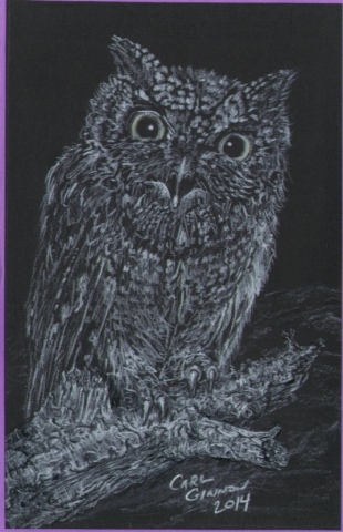 Owl 2014