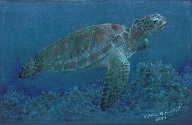 Sea Turtle 2019