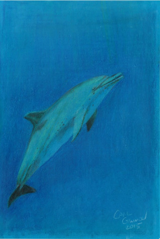 Dolphin 2013