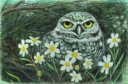 Owl in Daisies