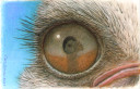 Bird's Eye View of an Ostrich Eye