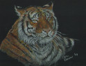 Tiger 1997