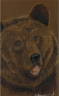 Bear 2015